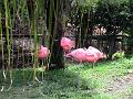 21a - Jardin Tropical 028